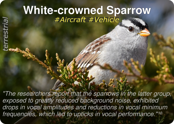 03_white-crowned-sparrow