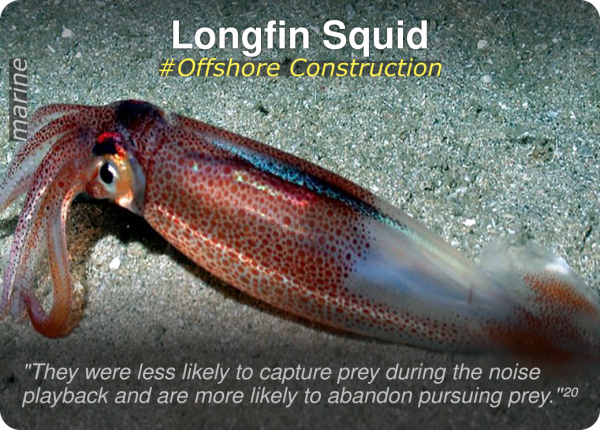 04_longfin-squid